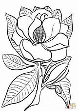 Magnolia Coloring Pages Template Printable Categories sketch template