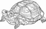 Turtle Tortoise Box Clipart Eastern Land Svg Drawing Animal Reptile Pixabay Nature Clip Sketch Clipground Sea Turtles Icon Icons Tag sketch template