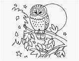 Burung Hantu Mewarnai Pngitem Sketsa Bird sketch template