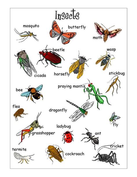insects worksheets  insect vocabulary worksheet  insects