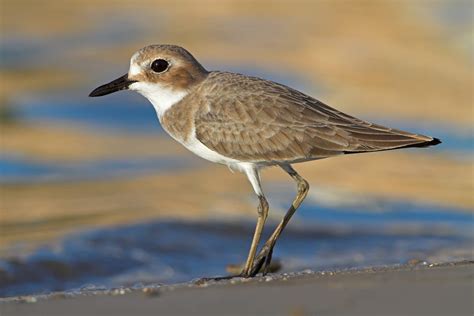 plover facts