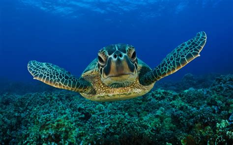 onder water zwemmende schildpad hd wallpapers