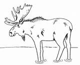Moose Coloring Pages Printable Print Kids Drawing Animal Template Deer Sheknows Canada Bear Animals Patterns Color Outlines Activity Center Getdrawings sketch template