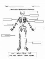 Skeletal System Diagram Labeling Worksheet Skeleton Printable Pdf Label Human Worksheets Teacherspayteachers Blanks Template Paul Interactive Students Kindergarten Choose Board sketch template