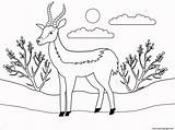 Antelope Antilope Gnu Tegninger Farvelægning sketch template