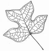 Coloring Maple Sugar Library Clipart Tulipifera Liriodendron Tattoo sketch template