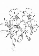 Orchid Coloring Pages Orchids Books Kids Popular Categories Similar sketch template