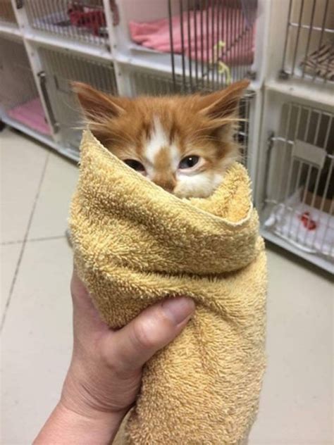 17 pictures of cute cat burritos breakbrunch