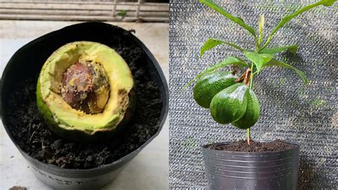 How To Grow Avocado From Seed Youtube