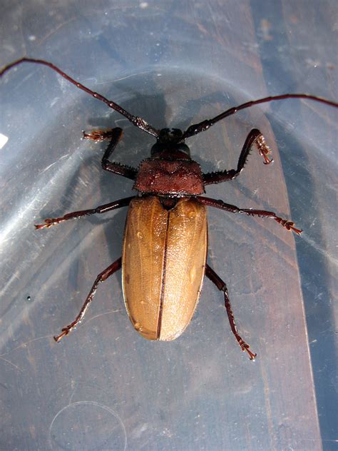 big brown beetle  cairns  beetle      flickr