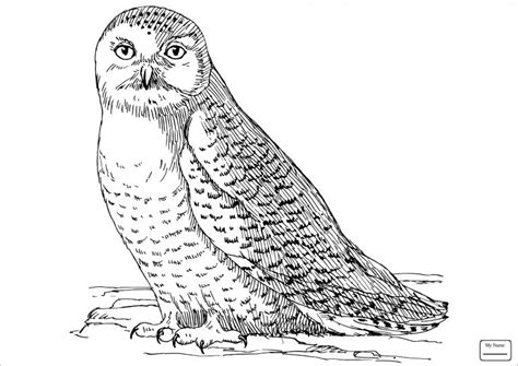 realistic snowy owl coloring pages coloringbay