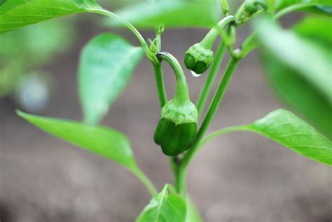 green pepper plant images pictures becuo