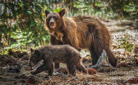 mother  cub photograph  mitch shindelbower fine art america