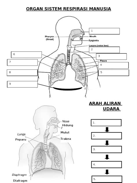 bab  sistem respirasi manusia