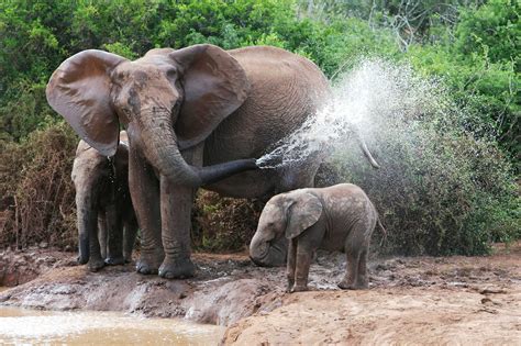 de olifant zoekt verkoeling natuurwijzer