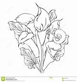 Lily Calla Flowers Drawing Flower Lilies Outline Coloring Pages Drawings Line Pencil Vector Tattoo Lillies Getdrawings Illustration Draw Clipart Tattoos sketch template