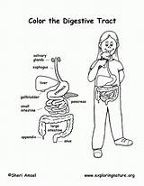 Coloring Digestive System Popular sketch template