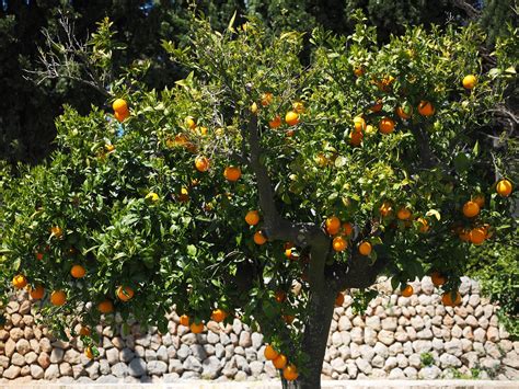 orange tree grove  photo  pixabay pixabay