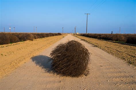 californias meddlesome tumbleweeds  grow   menacing atlas obscura