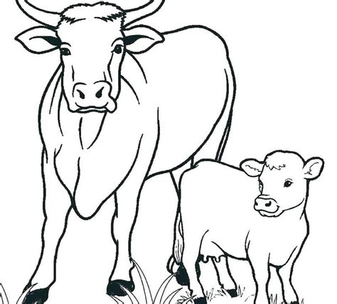 cute  coloring pages  coloringfoldercom vacas  terneros