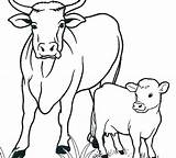 Mucche Mucca Lembu Cows Vitello Kanak Webtech360 Mewarna Kreatif Membuat sketch template