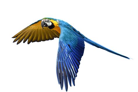 parrot flight isolated  photo  pixabay