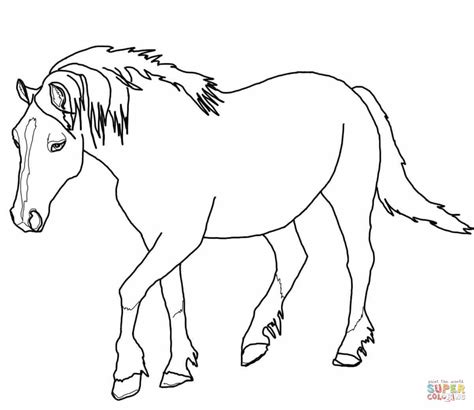 palomino welsh horse coloring page  printable coloring pages