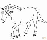 Horse Coloring Pages Palomino Horses Welsh Color Print Pony Printable Rearing Drawing Draft Shetland Cute Getcolorings Outlines Supercoloring Getdrawings Kids sketch template