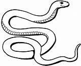 Snake Colorir Cobras Rainforest Boa Clipartmag Garter Clipground sketch template