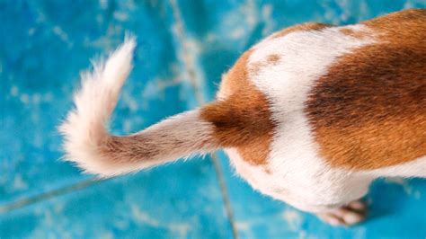dog tail meaning meaningkosh