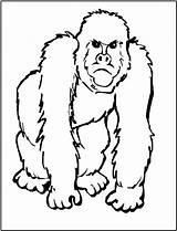 Coloring Pages Gorilla Animal Zoo Clipart African Animals Templates Printable Ape Printables Big Clip Color Kids Five Face Sheets Cliparts sketch template