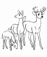 Deer Coloring Baby Pages Printable Popular sketch template