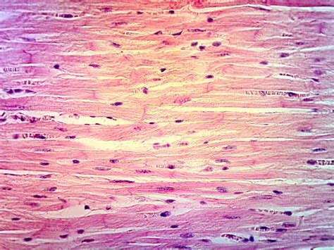 muscle cells types of cells in the body