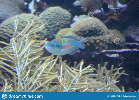 coloful parrot fish shown swimming  plantlife stock image image  parrotfish