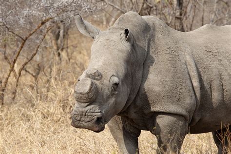 zoo  maiming rhinos  protect   people  outraged