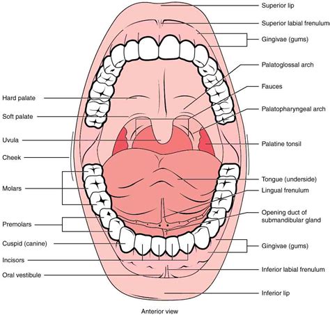 Lip Structure Diagram