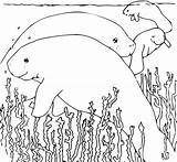 Coloring Manatee Book Clipart Svg sketch template