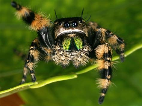 jumping spiders   bite   poisonous