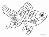 Fish Coloring Pages Saltwater Realistic Line Drawing Real Bae Salt Vector Printable Getdrawings Goldfish Getcolorings Color Aquarium Colorings sketch template