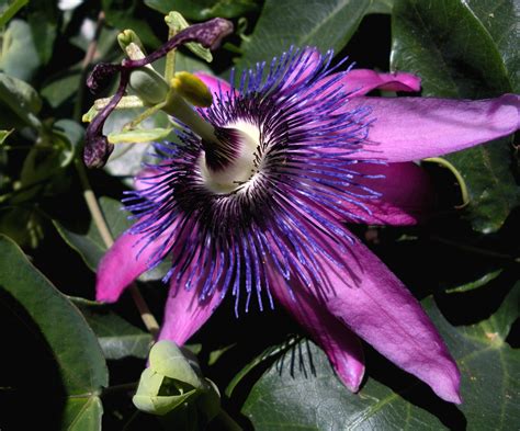file gwh purple passion flower2