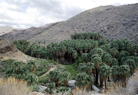 palm canyon hike  indian canyons  palm springs ca desertusa stories news