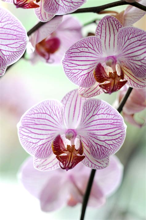 blueten event   september zum tag der orchidee das gruene medienhaus