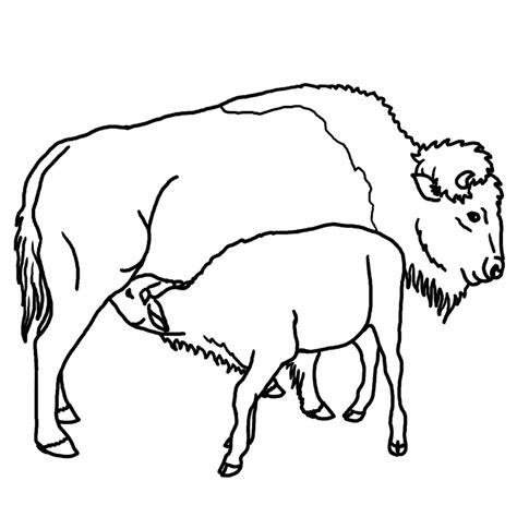 buffalo outline coloring home