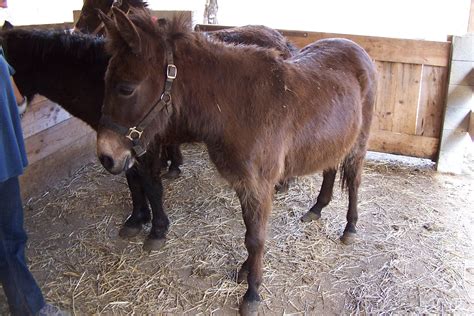 tag   rescued mules  pony