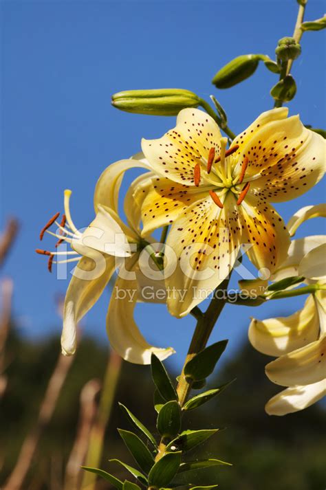 yellow lily stock photo royalty  freeimages