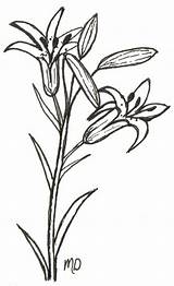 Daylily Drawing Daylilies Getdrawings sketch template