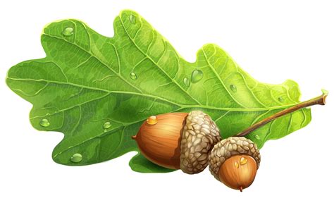 beautiful acorn drawing png image
