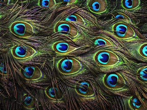 wallpapers of peacock feathers hd 2017 wallpaper cave