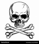 Skull Crossbones Vector Royalty sketch template