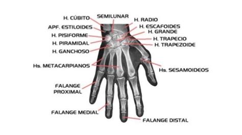 anatomia de la mano ppt presentation
